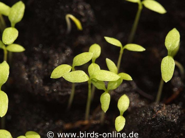 Bereits wenige Tage nach dem Säen bilden sich die ersten Blätter an den jungen Vogelmiere-Pflanzen.