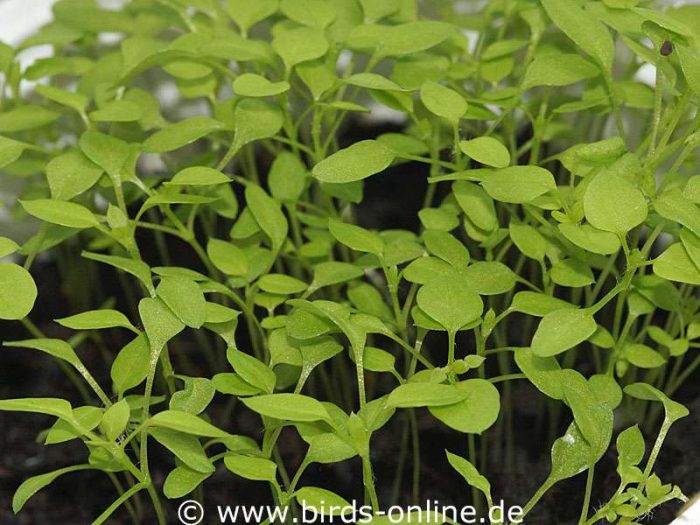 Zwei Wochen nach der Aussaat sind die Vogelmiere-Pflänzchen schon deutlich gewachsen.