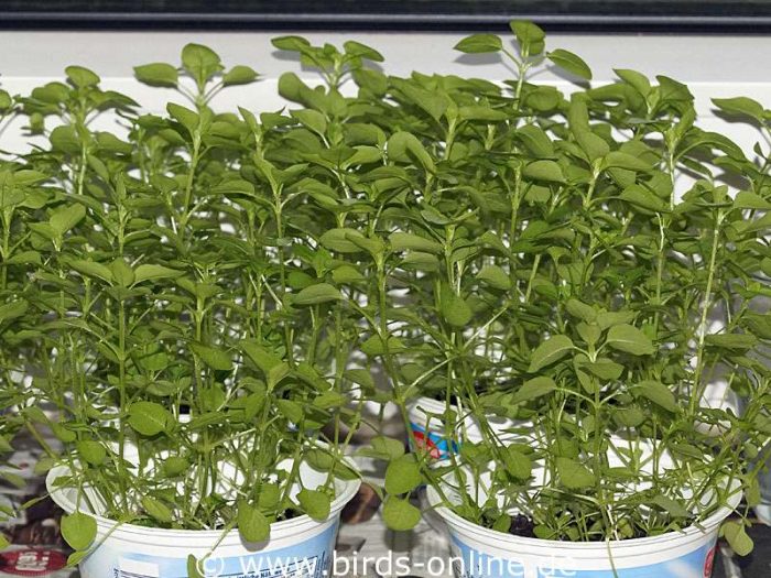 Nach rund vier Wochen sind die Vogelmiere-Pflänzchen bereits einige Zentimeter hoch und beginnen zu blühen.