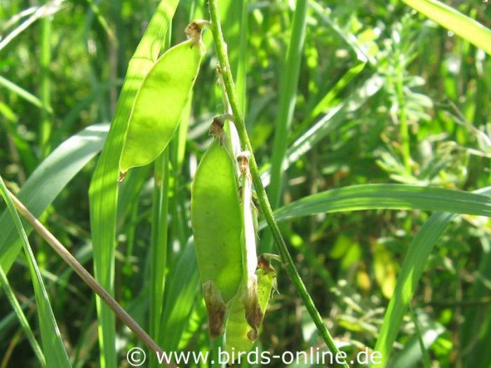 Vogelwicke (Vicia cracca), halbreife Samenschoten