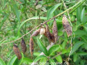Vogelwicke (Vicia cracca), reife Samenschoten