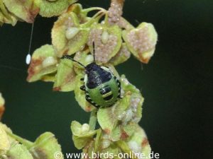 Manche Insektenlarven wie die der Grünen Stinkwanze (Palomena prasina) geben bei Gefahr ein stinkendes und übel schmeckendes Abwehrsekret von sich.