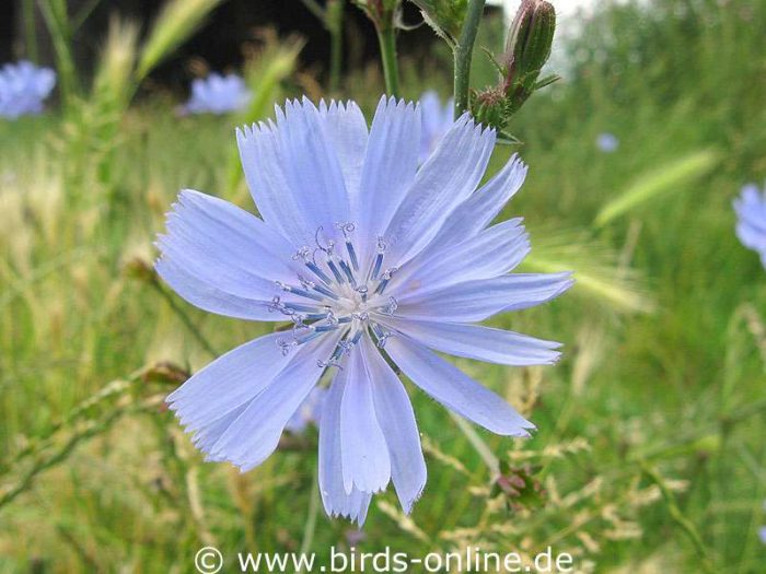 Gewöhnliche Wegwarte (Cichorium intybus), blühend