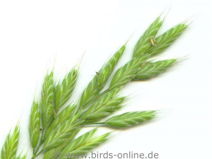 Weiche Trespe (Bromus hordeaceus)