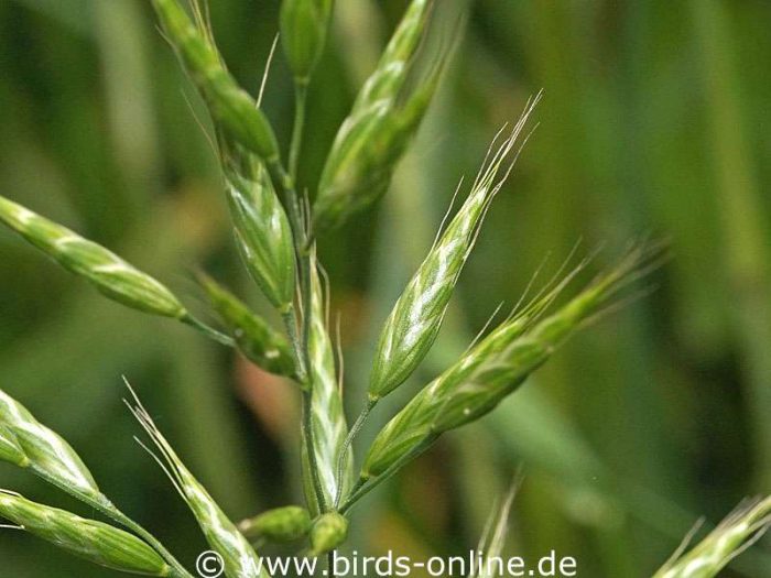 Weiche Trespe (Bromus hordeaceus)