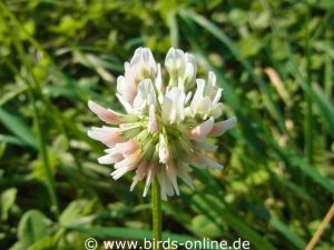 Weißklee (Trifolium repens), blühend