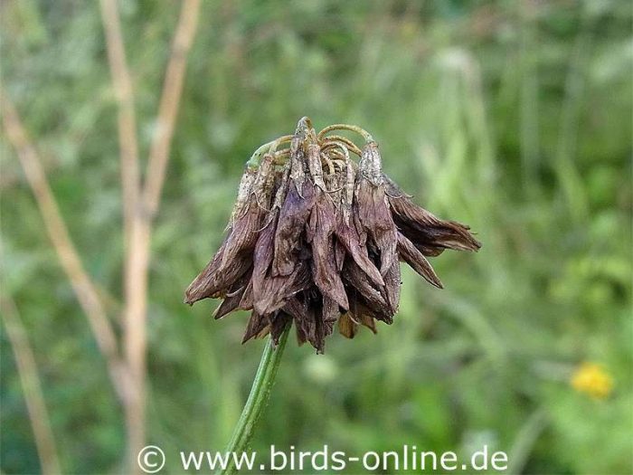 Weißklee (Trifolium repens), fruchtend