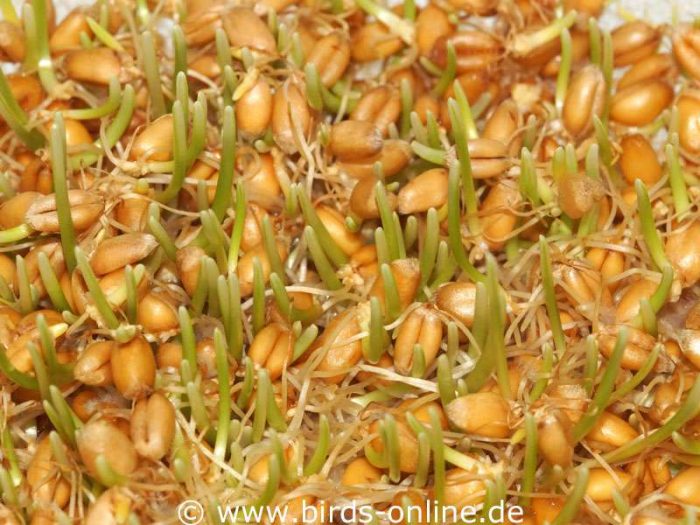 Two days after the first sprouts have appeared on wheat, delicate grass shoots show up