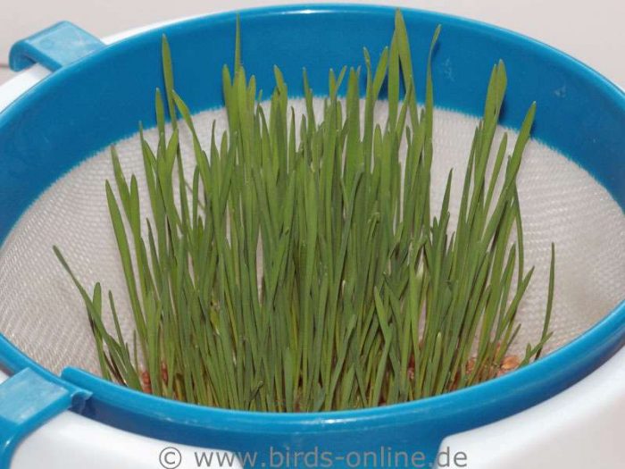 After seven days, the wheat grass is already more than 5 cm tall