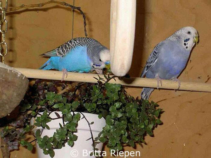 Golliwoog ist für viele Vögel ein begehrter Leckerbissen.