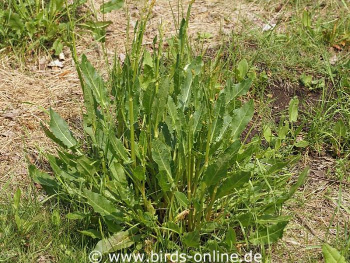 Ampfer Rumex Birds Online ampfer-rumex-birds-online