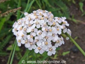 Wiesen-Schafgarbe (Achillea millefolium), blühend