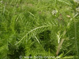 Wiesen-Schafgarbe (Achillea millefolium), Blätter