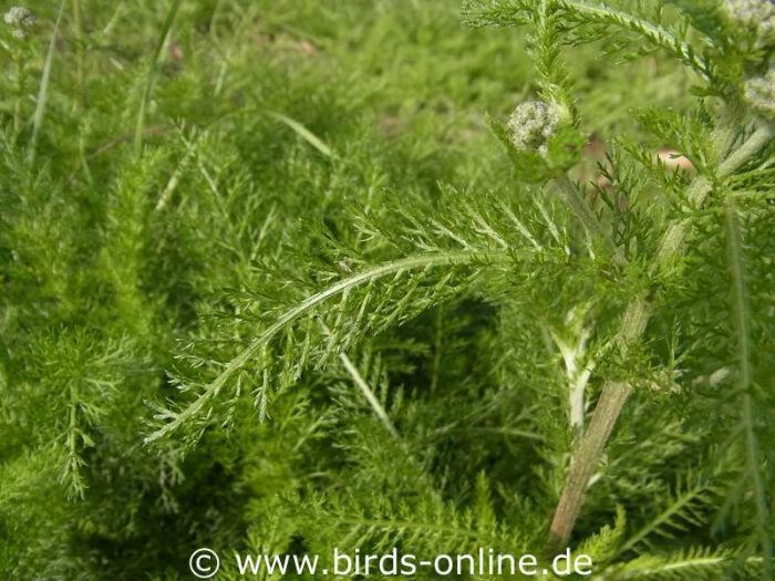 Wiesen-Schafgarbe (Achillea millefolium), Blätter