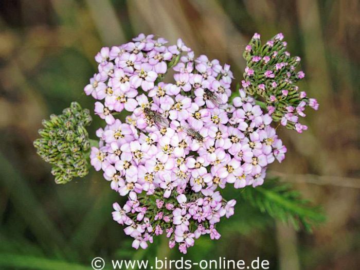 Wiesen-Schafgarbe (Achillea millefolium), blühend