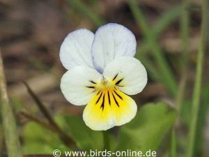 Wildes Stiefmütterchen (Viola tricolor), Blüte