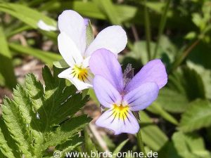 Wildes Stiefmütterchen (Viola tricolor), Blüten