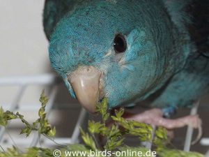 A Lineolated parakeet eating Meadow-grass.