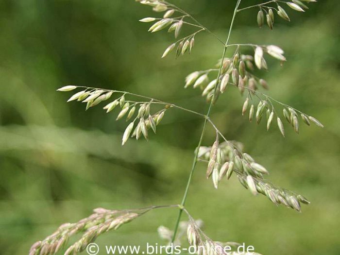 Velvetgrass (Holcus)