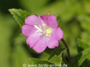 Zottiges Weidenröschen (Epilobium hirsutum), Blüte