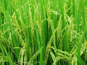 Reispflanzen, © dangtrunghieu/Pixabay