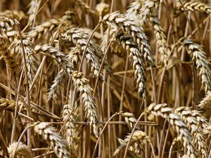 Weizenähren auf einem Feld, © manfredrichter/Pixabay