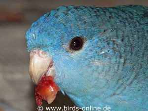 This Lineolated parakeet ate a lot of fresh pomegranate.