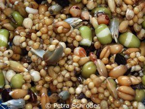 Dieselbe Mischung während des Keimprozesses - die Kardisaat und der Weizen zeigen schon deutliche Keimlinge, die Hirsekörner erst winzige Ansätze von Keimlingen.