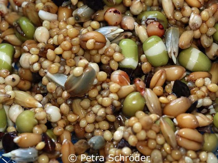 Dieselbe Mischung während der Keimung – die Kardisaat und der Weizen zeigen schon deutliche Keimlinge, die Hirsekörner sind noch nicht so weit