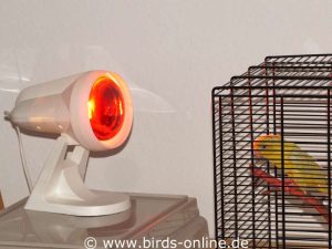 Lineolated parakeet perched in front of an infrared lamp.