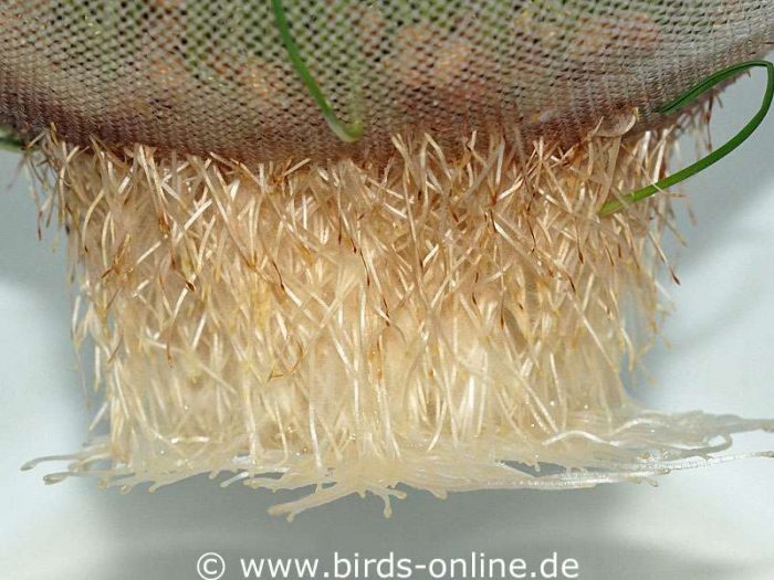 Die erstaunlich kräftigen Weizengraswurzeln lassen sich nach einigen Tagen nur noch schwer von einem Kunststoffsieb lösen.