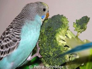 In Brokkoli steckt Zink, den Vögel in sehr geringen Mengen - also als Spurenelement - benötigen.