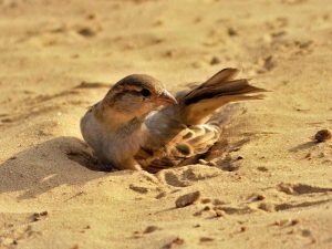 Eine Reihe von Vogelarten benötigt zur Gefiederpflege wie dieser Haussperling die Möglichkeit, ein Sandbad nehmen zu können. © tulika_anna/Pixabay