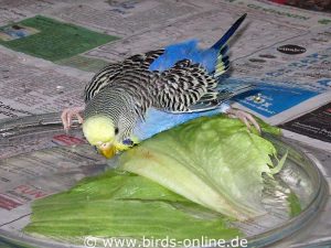 Für gehandicapte Vögel wie dieses Wellensittichweibchen mit Beinfehlstellung sind Salatblätter im Wasser gut, da sie Halt bieten.