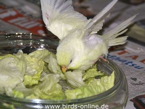 Salatblätter im Badewasser animieren viele Vögel dazu, intensiver zu baden.