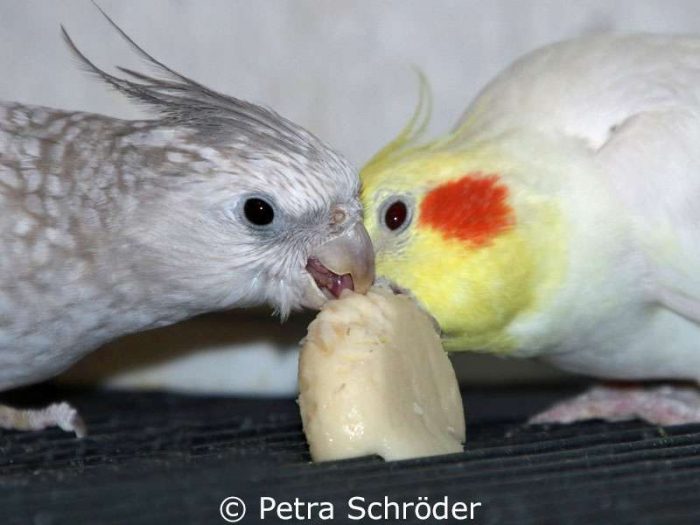 Ein kleiner Käse-Snack für zwei Nymphensittiche.