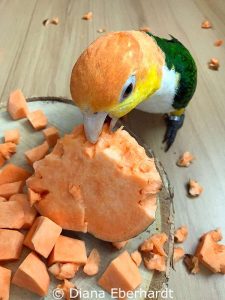 Süßkartoffeln sind für viele Papageien ein begehrter Leckerbissen.