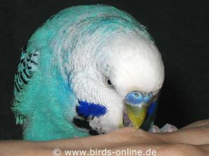 Not only female budgies have a strong bite, some males also do.
