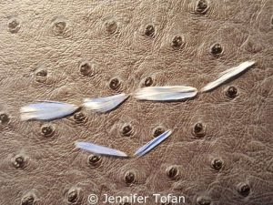 Wie 'Perlenketten' sehen diese teilweise defekten Federn aus; oft ist ein Nährstoffmangel die Ursache für derlei Gefiederdefekte.