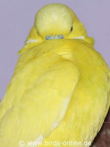 Die obere Brust können die Vögel nur erreichen, indem sie den Kopf weit nach hinten schieben.