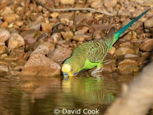 A wild budgie quenches its thirst at a pond.