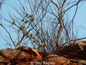 A small flock of budgies perched in some bald branches in the Australian Outback.