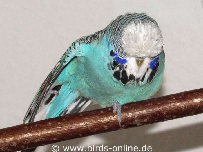 Dehnen des rechten Beines