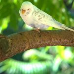 Budgie escaped - what you can do