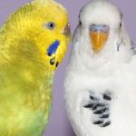 How to identify your budgie's sex