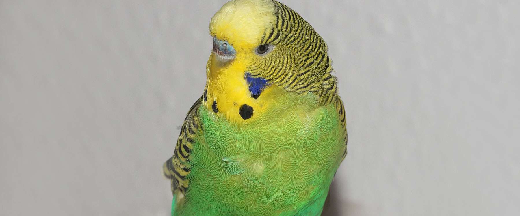 Wie Alt Werden Wellensittiche In Der Regel www.birds-online.de