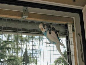 Barred windows prevent birds from flying away.