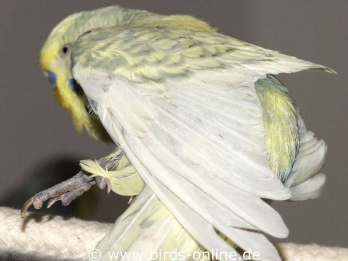 Ausgestrecktes Dehnen des linken Flügels