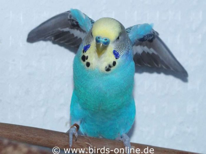 Dehnen der Schultermuskulatur durch Anheben der Flügel