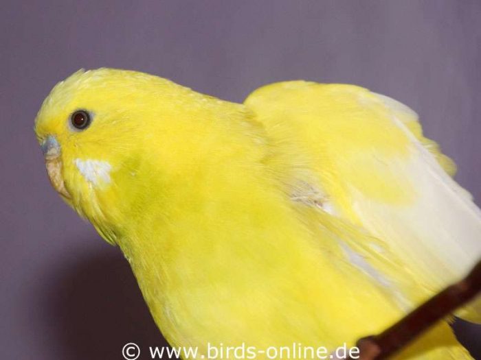 Dehnen der Schultermuskulatur durch Anheben der Flügel